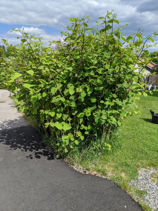 Trädgårdsavfall vid vår tomtgräns gav oss parkslide Sida 8 Byggahus se