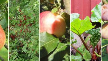 Fruktträd – goda sorter, inköpspris, näringsinnehåll – bli självförsörjande på ekologisk frukt och bär