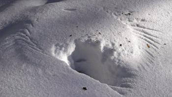 Snöskottning ledde till misshandel