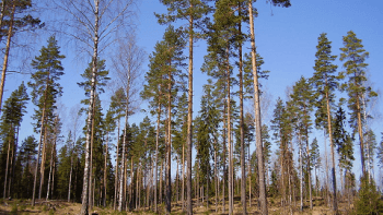 Fyllefällning prövas i högsta domstolen