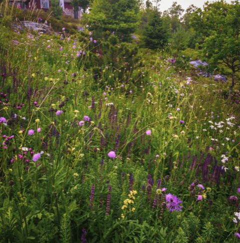 Plantering ängsblommor