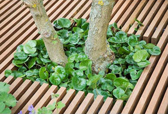 Trädäck med inbyggd plantering