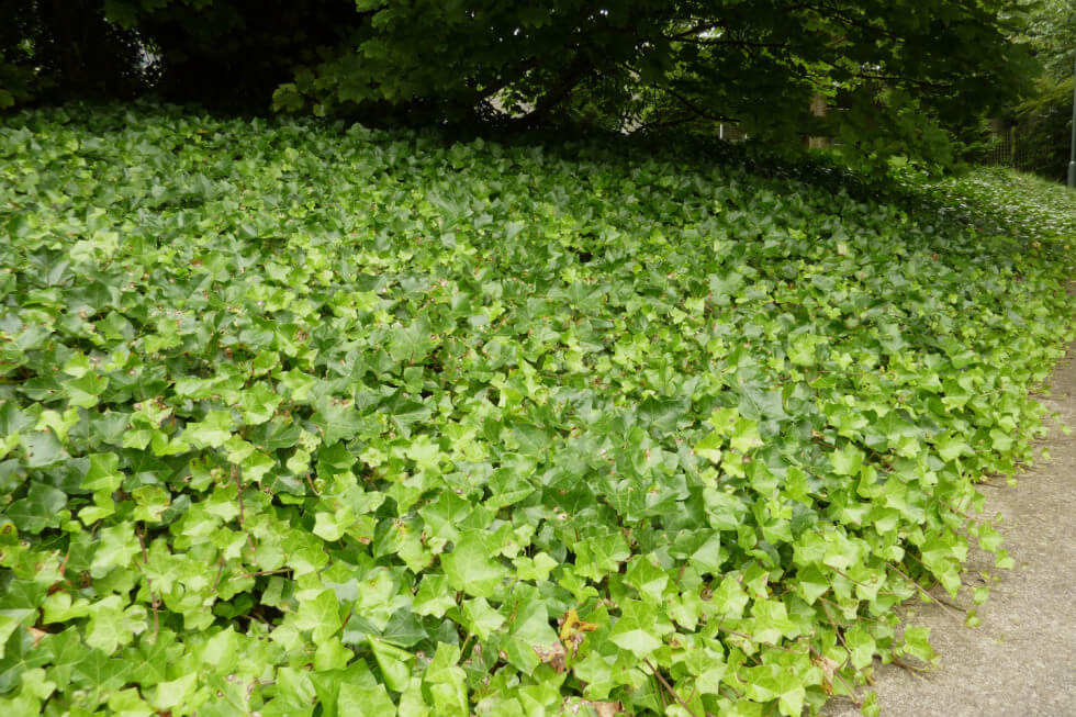 Murgröna är en effektiv vintergrön marktäckare som kan ersätta delar av gräsmattan. Foto: Pinterest