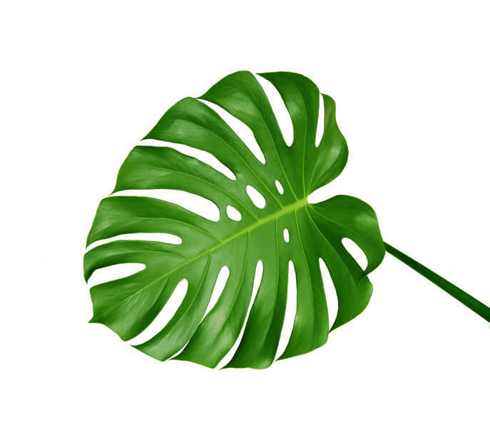 Monstera.jpg