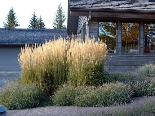 Calamagrostis x acutiflora 'Karl Foerster'.jpg