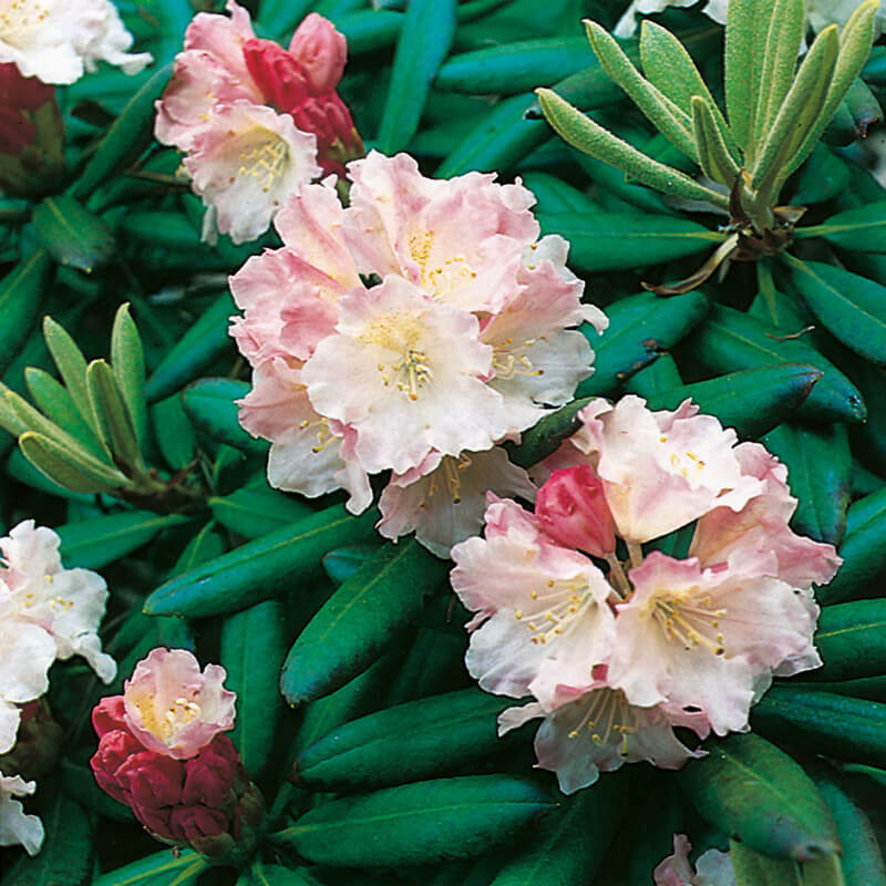 Rhododendron vintergrön.jpg