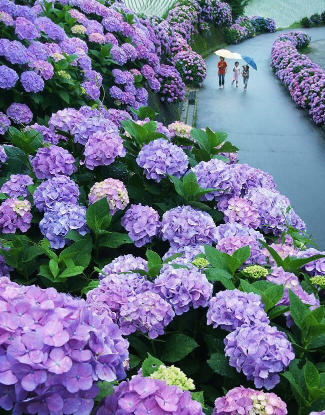 hydrangea_road_japan.jpg