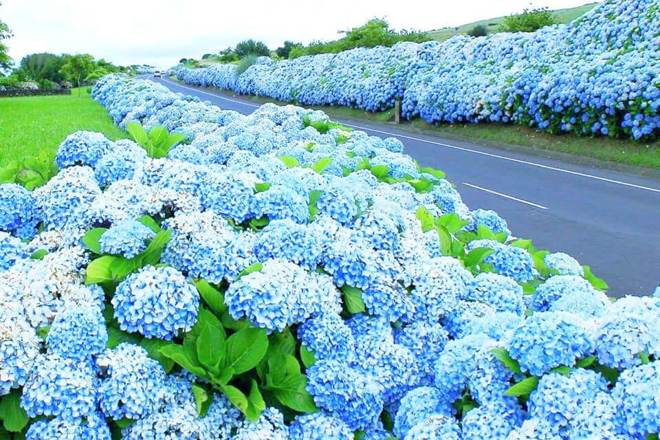 hortensia_azorerna_tours of the azores island.jpg