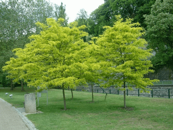 Gleditsia.gif