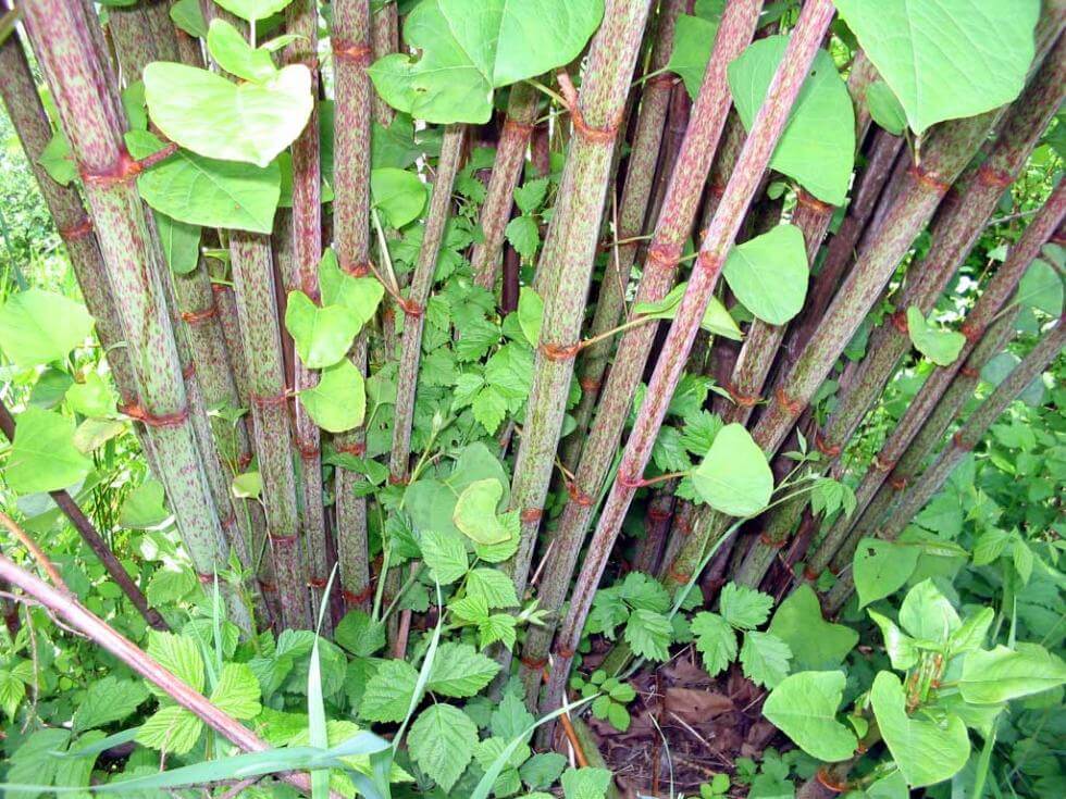 Fallopia Japonica, eller parkslide som den också heter.